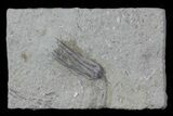 Bargain, Pachylocrinus Crinoid Fossil - Crawfordsville, Indiana #68503-1